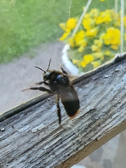Bombus rupestris