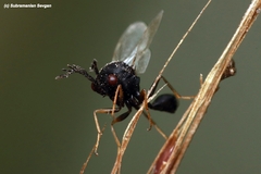 Eucharitinae
