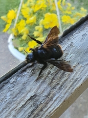 Bombus rupestris