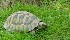 Testudo hermanni