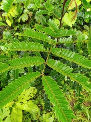 Magnoliopsida