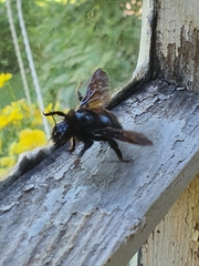 Bombus rupestris