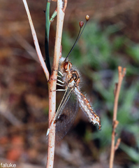 Deleproctophylla bleusei