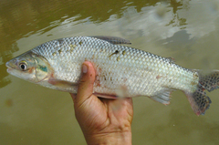 Prochilodus nigricans