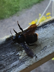 Bombus rupestris