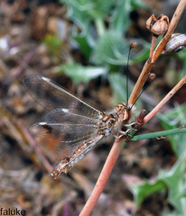 Deleproctophylla bleusei