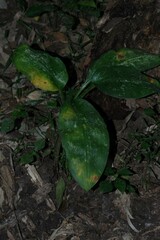 Scadoxus multiflorus katharinae