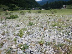Digitalis parviflora