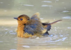 Cossypha natalensis natalensis