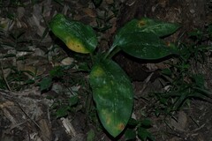 Scadoxus multiflorus katharinae