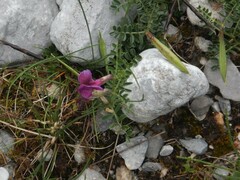 Vicia pyrenaica