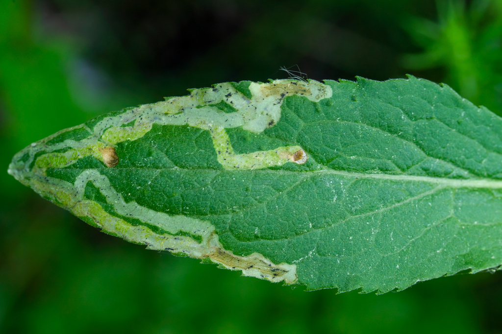 Phytomyza virgaureae