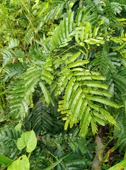 Magnoliopsida