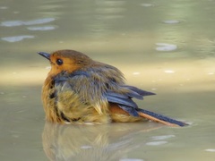 Cossypha natalensis natalensis