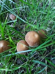Candolleomyces candolleanus
