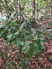 Ternstroemia gymnanthera