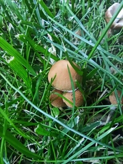 Candolleomyces candolleanus