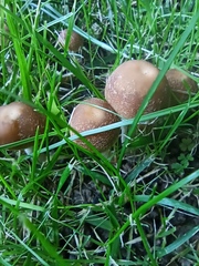 Candolleomyces candolleanus