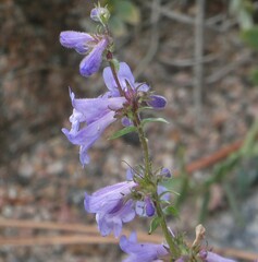 Penstemon virens