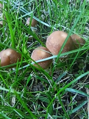 Candolleomyces candolleanus