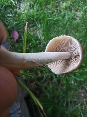 Candolleomyces candolleanus