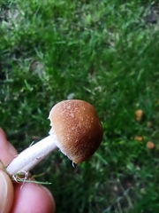 Candolleomyces candolleanus