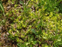 Cherleria sedoides
