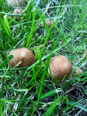 Candolleomyces candolleanus