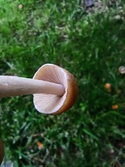 Candolleomyces candolleanus