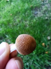 Candolleomyces candolleanus