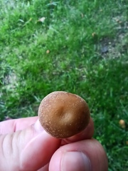 Candolleomyces candolleanus