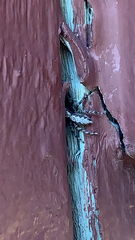 Platycryptus