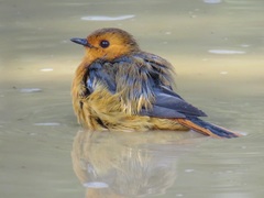 Cossypha natalensis natalensis