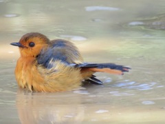 Cossypha natalensis natalensis