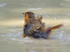 Cossypha natalensis natalensis