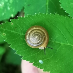 Perforatella bidentata