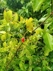 Magnoliopsida