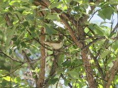 Phylloscopus bonelli