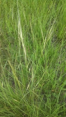 Hesperostipa spartea
