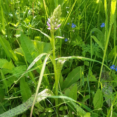Dactylorhiza majalis baltica