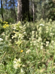 Penstemon confertus