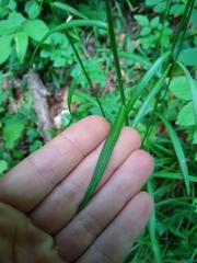 Campanula persicifolia