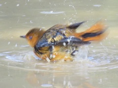 Cossypha natalensis natalensis
