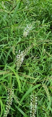 Angiospermae