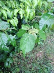 Magnoliopsida