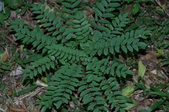 Cnestis polyphylla