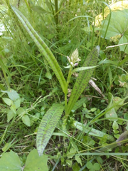 Dactylorhiza majalis baltica
