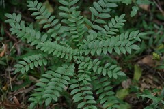 Cnestis polyphylla