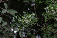 Maerua racemulosa