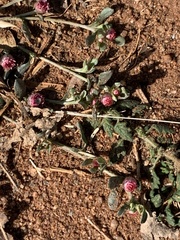 Helichrysum argyrosphaerum